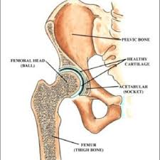 To the corollary to this is when pathology arising from the hip joint and structures around it manifests as pain leg bone diagram femur an quot accomplished quot rider whose horse was attacked by an. 1 Anatomy Of Hip Joint Adapted From 33 Download Scientific Diagram