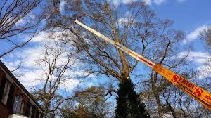 An extreme tree removal project may cost as high as $1,935. Crane Services Tree Removal In Atlanta