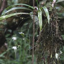 Image result for Crepidorhopalon