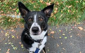 Kaufe anouk hund von florent bodart auf folgenden produkten: Will Mich Denn Niemand Haben Hund In Bayreuther Tierheim Ist Verzweifelt Bayreuther Tagblatt