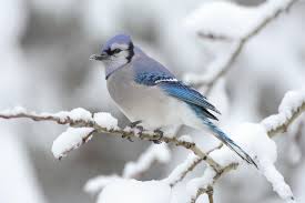 blue jay wikipedia