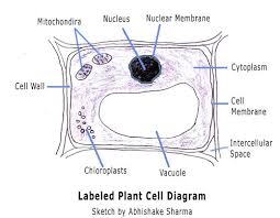 A cell is a complete functional biological unit with many different internal structures. Plant Cell Plant Cell Plant Cell Diagram Plant Cell Model