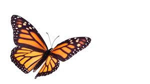 Download Why Don T Butterflies Fly In Straight Lines Bbc Science Focus Magazine