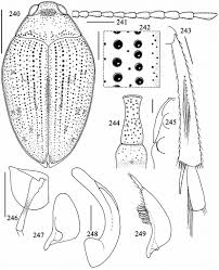 A garlic press should be in your basic kitchen needs list that designed in a way to crush cloves of red copper pan seasoning instructions | step by step guide. Revision Of The Nearctic Haliplidae Coleoptera In Tijdschrift Voor Entomologie Ahead Of Print