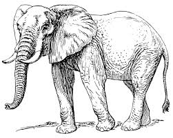 Pin By Luke On The Art Of Self Promotion Elephant Illustrations Research Elephant Clip Art Elephant Sketch Elephant Coloring Page