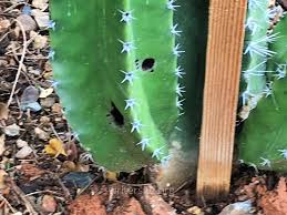 Pagesmediatv & filmtv programmethe good placevideoswhat do you think of our tree (not a cactus)?! Landscaping Luanne Castle S Writer Site