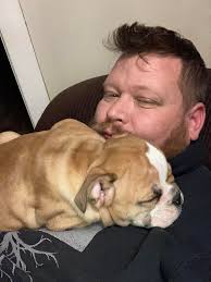 English bulldog puppy at 8 weeks old