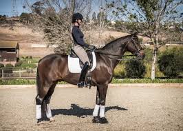 This means your legs are bent a little back to your body, and your upper body supports you this is the most famous riding position and one of the most stylish ones. Dressage Position 101 With Shannon Peters Dressage Today