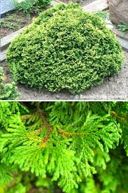 Image result for Chamaecrista plumosa