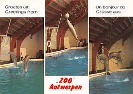 het nieuwbouw dolfinarium aquaforum in de zoo te antwerpen opende in 1970 antwerp antwerpen outdoor