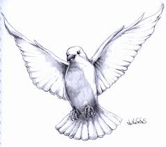 pigeon pigeon tattoo dove drawing drawing sketches pigeon pigeon tattoo dove drawing