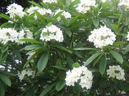 Plumeria Alba White Frangipani World Of Flowering Plants Plumeria Tree Plumeria Plants