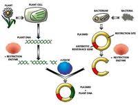 Transgenic organism or genetically modified organisms (gmo) is an organism whose genetic material has been altered using genetic engineering techniques. Bio St 3 3 2 Transgenic Organisms Other Quiz Quizizz