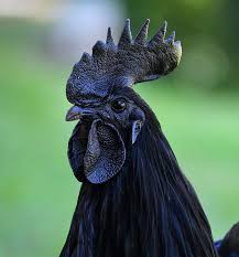 Bird With No Feathers On Neck This Rare Black Chickens Chickens Beautiful Chickens