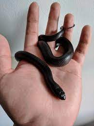 Mexican Black King Snake Pet Snake Snake Breeds Pretty Snakes
