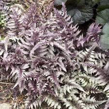 Image result for Athyrium newtonii