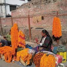 Marigold Marigoldflower Nepalfestival Nepaltradition Florainnepal Nepalflower Kathmandu Nepal Pokhara Biratnagar Plants Flowe Marigold Flower Instagram Photo Video
