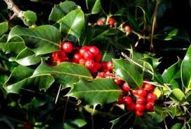 Check spelling or type a new query. Le Houx L Arbre Du Pere Noel Le Rythme Des Saisons