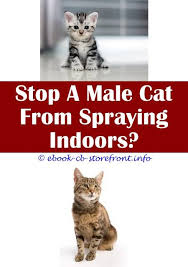 Pin En Cat Spray Remover