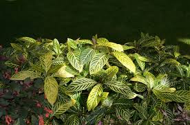 Image result for Sanchezia speciosa