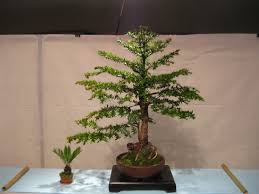 Adauga in cos bonsai acer palmatum kiyohime 55 cm. Bonsaibaires Diciembre 2017
