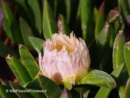 Image result for Carpobrotus