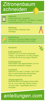 Zitronenbaum Schneiden Ein Zitronenbaum Muss Wie Die Meisten Zitruspflanzen Regelmassig Verschnitten Werden Was Dab Zitronen Baum Zitronenbaum Zitruspflanzen