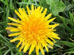 Check spelling or type a new query. Why Not Start With Just One Plant And Make It Sticky Woodland Ways Blog Bushcraft And Survival