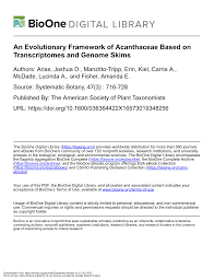 Image result for Neuracanthus africanus