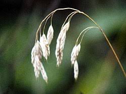 Image result for Bromus  kalmii