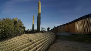 Saguaro cactus are massive — but they grow slow. Sacred Saguaro Cactus Being Destroyed In Border Wall Construction The Weather Channel Articles From The Weather Channel Weather Com