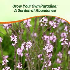 Image result for Verbena officinalis