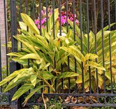 This perennial ginger plant is also called the 'ginger flower,' 'torch lily,' 'wild ginger,' or 'porcelain rose.' the flower of this ginger plant has a tight cluster of pink to red petals that form an. Variegated Shell Ginger Alpinia Zerumbet Variegata Wisconsin Horticulture