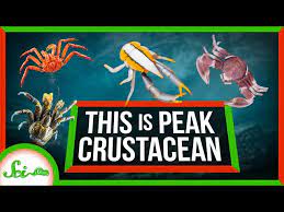 Learn how to say crustacean in english correctly with texttospeech.io free pronunciation tutorials. How To Pronounce Crustacea Howtopronounce Com