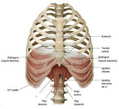 Between each rib lie several layers of intercostal muscles that are responsible for expanding and shrinking the rib cage when we breathe. Everything About The Core And Pelvic Floor Muscles