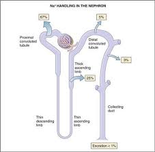 Under normal conditions, the proximal convoluted tubule reabsorbs all of the glucose, lactate, and amino acids in the filtrate and 65% of the na+ and water. Sodium Balance Renal Physiology Physiology 5th Ed