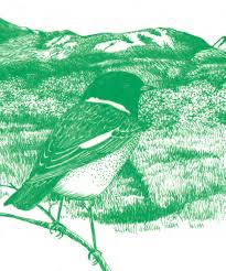 Image result for Trichopteryx elegantula