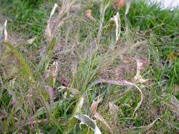Image result for Panicum pilgeri