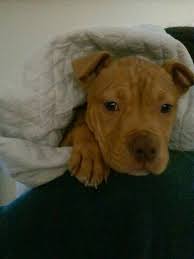 Have you just taken your adorable pitbull puppy home and realised you have no idea what it will need? 10 Week Old Female Red Nose Pitbull Puppy Red Nose Pitbull Puppies Puppy Friends Pitbulls