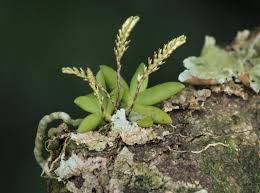 Image result for Bolusiella talbotii