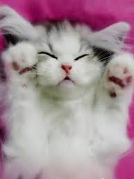 Bonne Nuit Goodnight Gif Bonnenuit Goodnight Cute Discover Share Gifs Crazy Cats Goodnight Cute Cute Cats