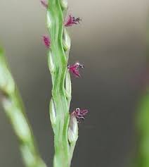 Image result for Digitaria sacculata