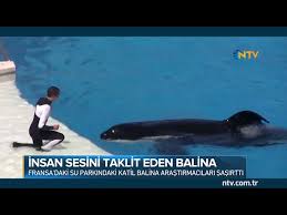 Su Parkindaki Katil Balina Arastirmacilari Sasirtti Youtube