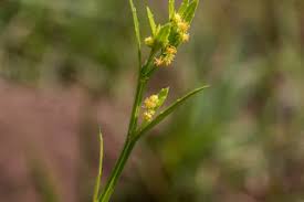 Image result for Pycreus nitidus