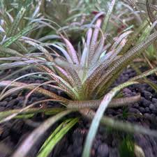 Image result for Blyxa