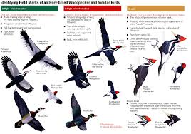 Michigan Bird With Black And White Striped Head Look For The Ivory Billed Woodpecker Woodpecker Bird Guides Bird Species