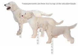 We will be letting families choose their puppies in order of deposit received. English Goldendoodle Sizes Teddybear Goldendoodles