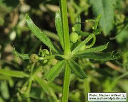 Image result for Galium spurium