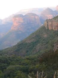 Image result for Pyrrosia schimperiana