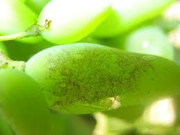 Image result for Uncinula necator